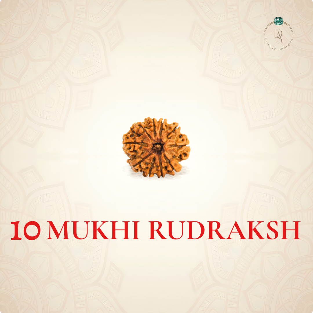 Nepal Origin 10 Mukhi Rudraksha