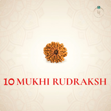 Nepal Origin 10 Mukhi Rudraksha
