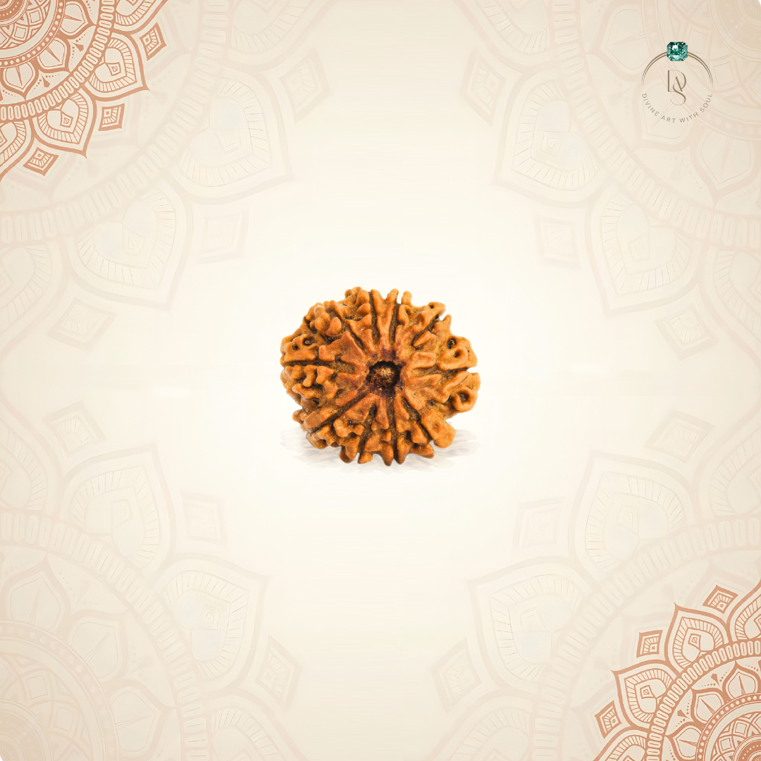 Nepal Origin 10 Mukhi Rudraksha