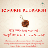 Nepal Origin 10 Mukhi Rudraksha