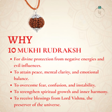 Nepal Origin 10 Mukhi Rudraksha
