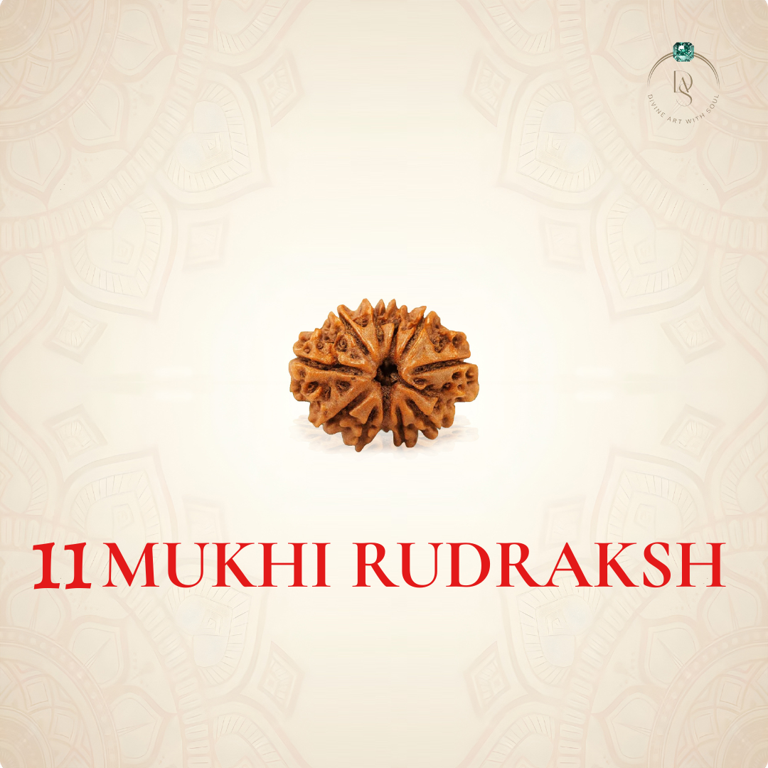 Nepal Origin 11 Mukhi Rudraksha