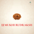 Nepal Origin 11 Mukhi Rudraksha