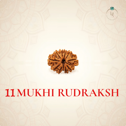 Nepal Origin 11 Mukhi Rudraksha