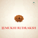 Nepal Origin 11 Mukhi Rudraksha