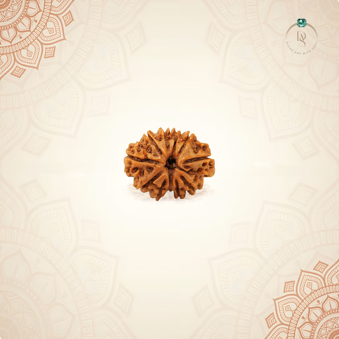 Nepal Origin 11 Mukhi Rudraksha