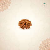 Nepal Origin 11 Mukhi Rudraksha