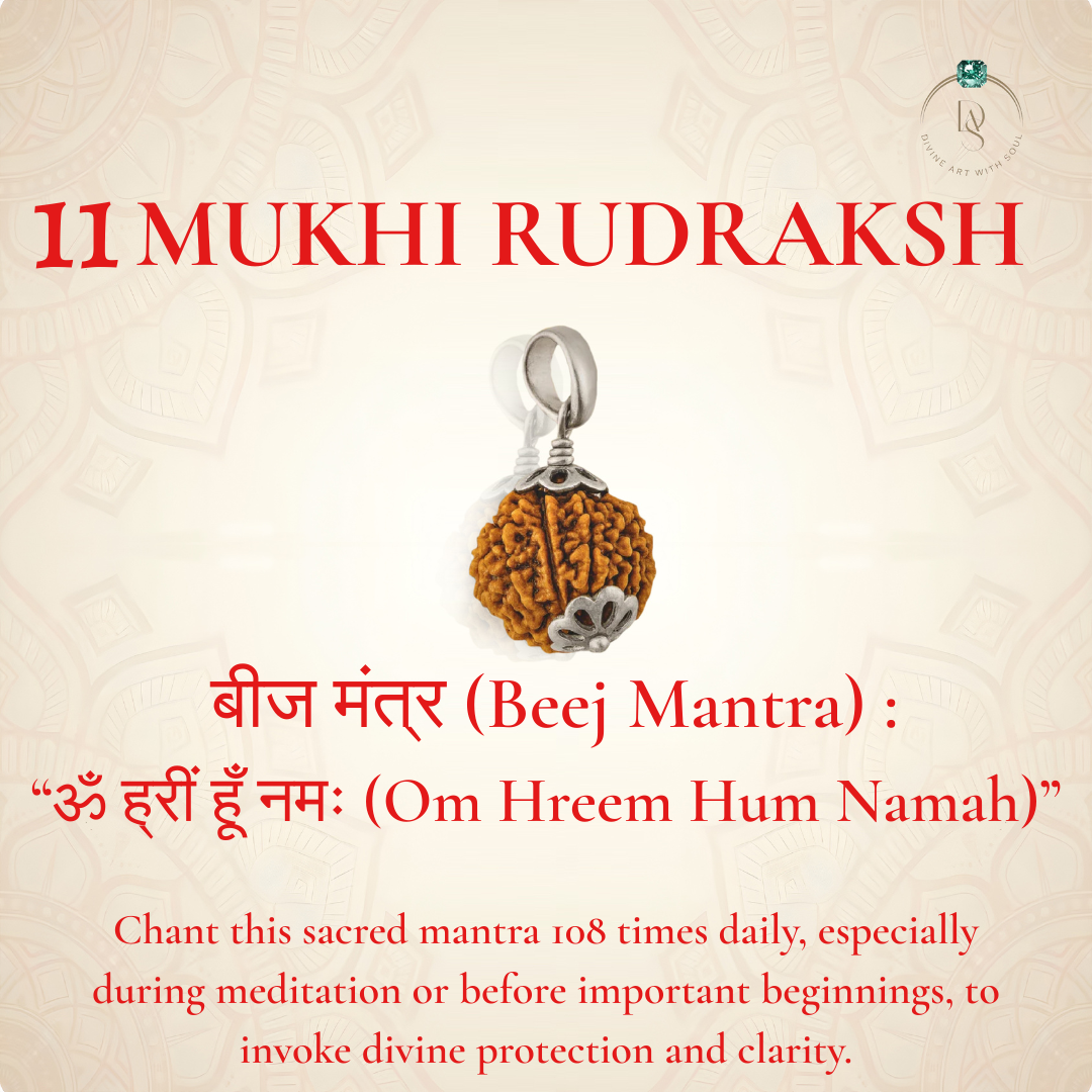 Nepal Origin 11 Mukhi Rudraksha