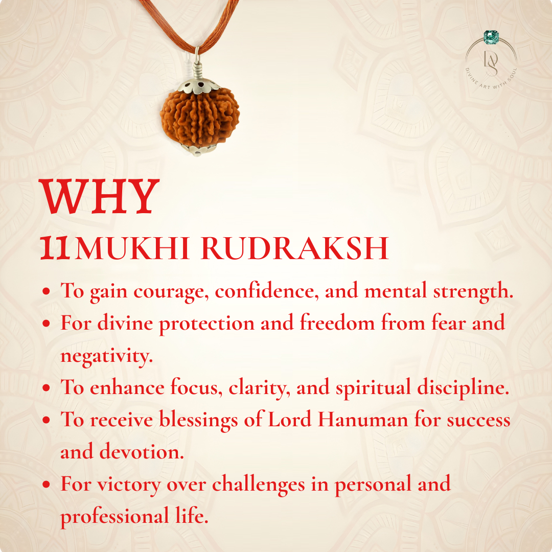 Nepal Origin 11 Mukhi Rudraksha