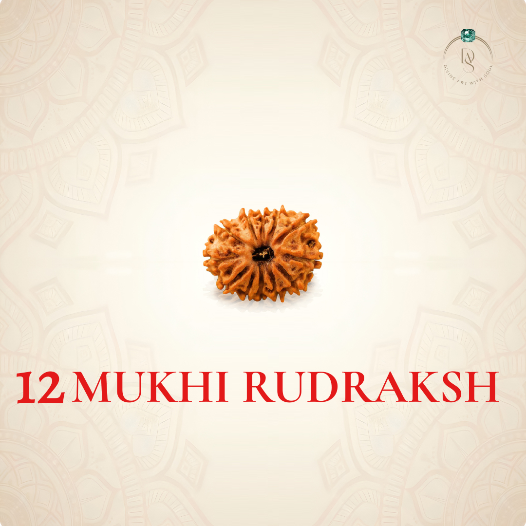 Nepal Origin 12 Mukhi Rudraksha