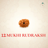 Nepal Origin 12 Mukhi Rudraksha