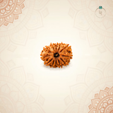 Nepal Origin 12 Mukhi Rudraksha