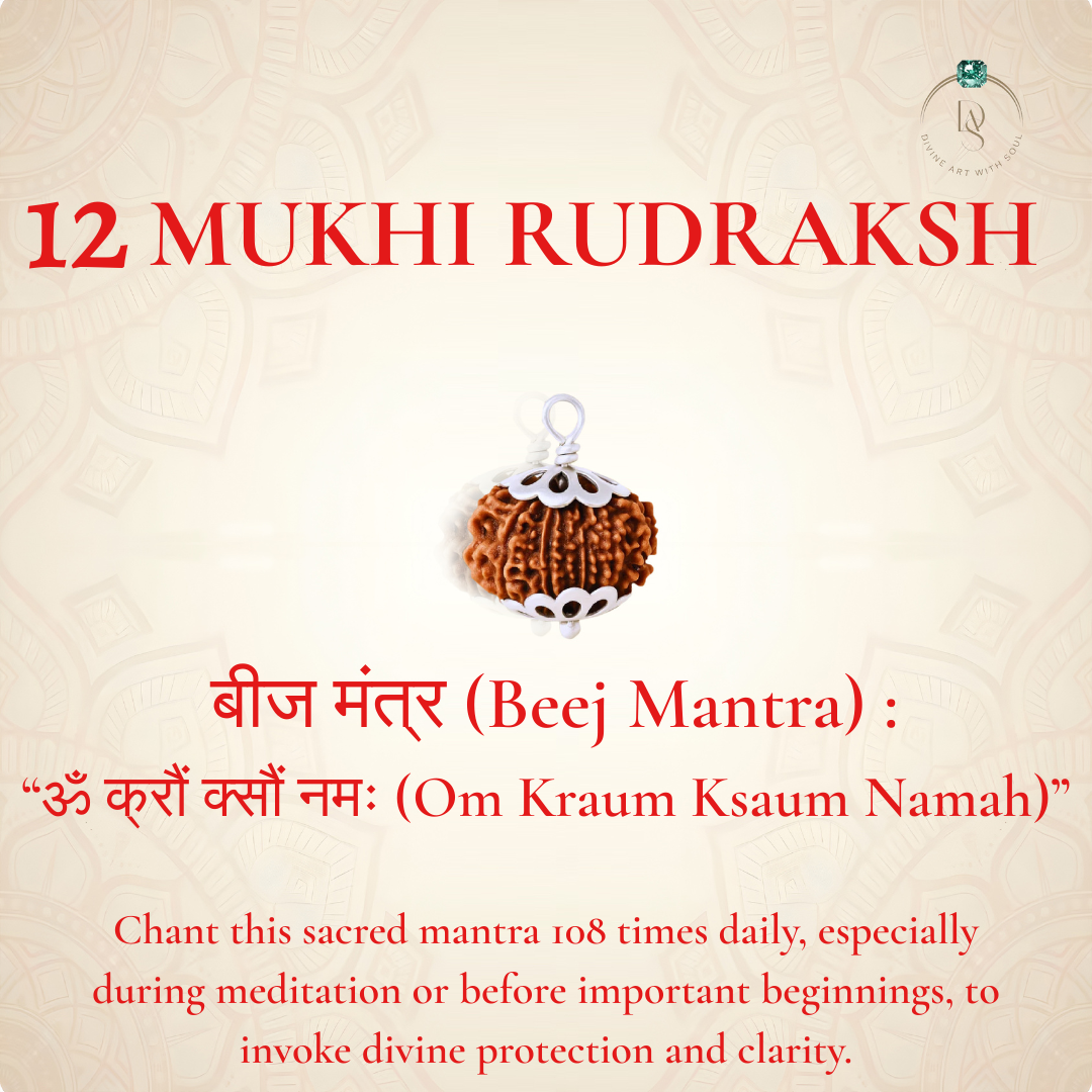 Nepal Origin 12 Mukhi Rudraksha