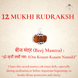 Nepal Origin 12 Mukhi Rudraksha