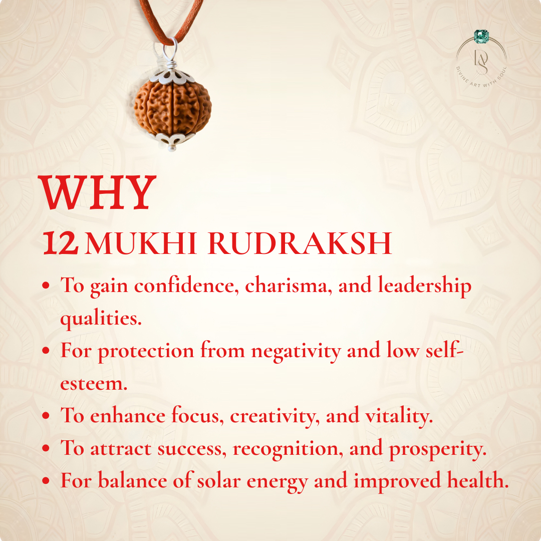 Nepal Origin 12 Mukhi Rudraksha