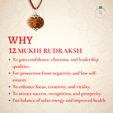 Nepal Origin 12 Mukhi Rudraksha