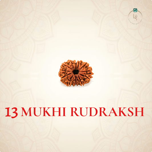 Nepal Origin 13 Mukhi Rudraksha