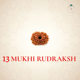 Nepal Origin 13 Mukhi Rudraksha