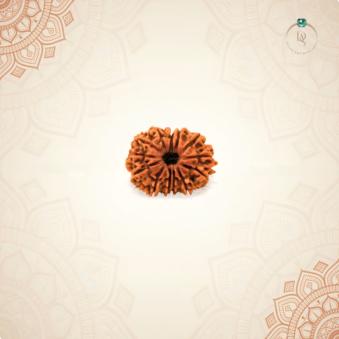 Nepal Origin 13 Mukhi Rudraksha