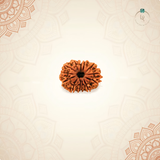 Nepal Origin 13 Mukhi Rudraksha