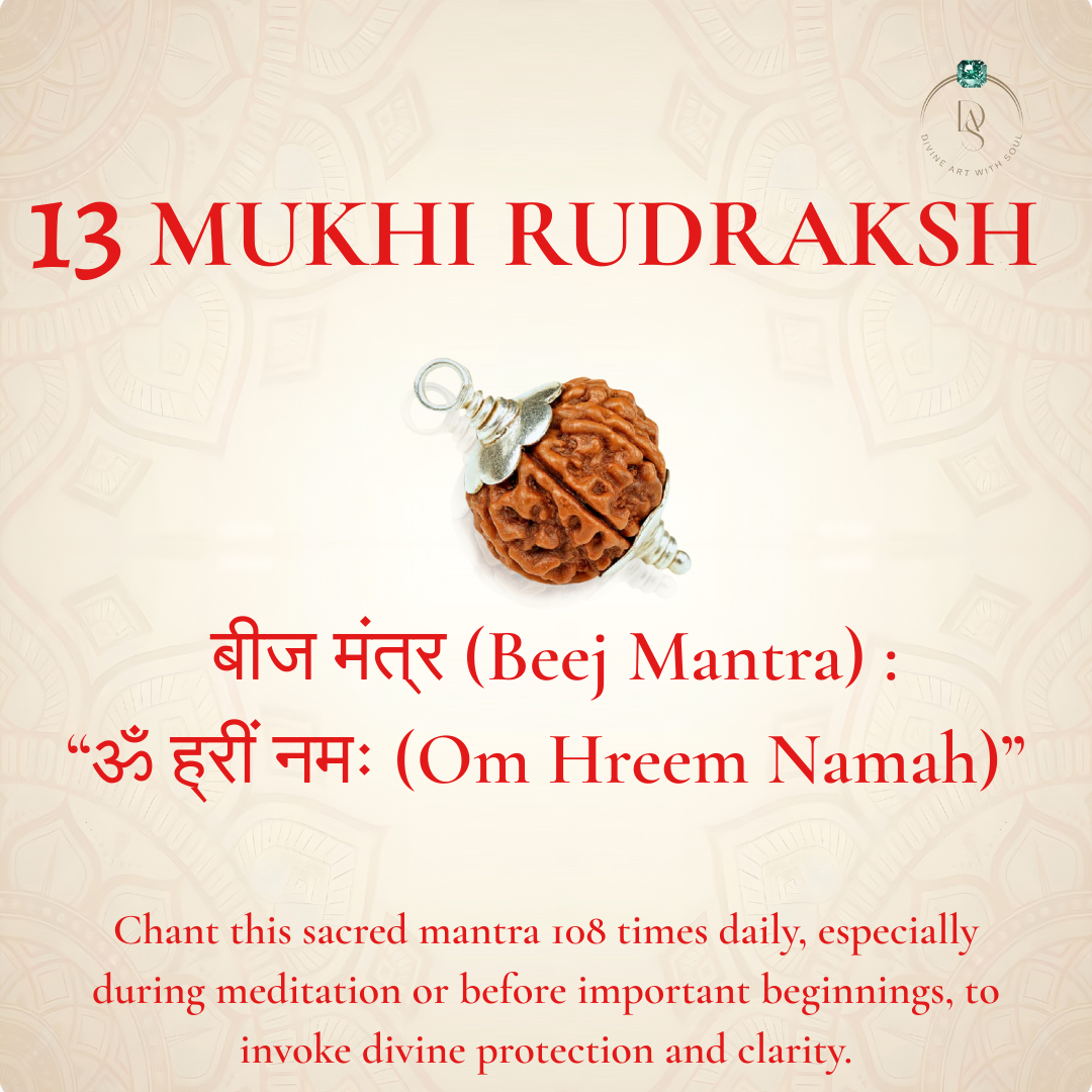 Nepal Origin 13 Mukhi Rudraksha