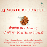 Nepal Origin 13 Mukhi Rudraksha