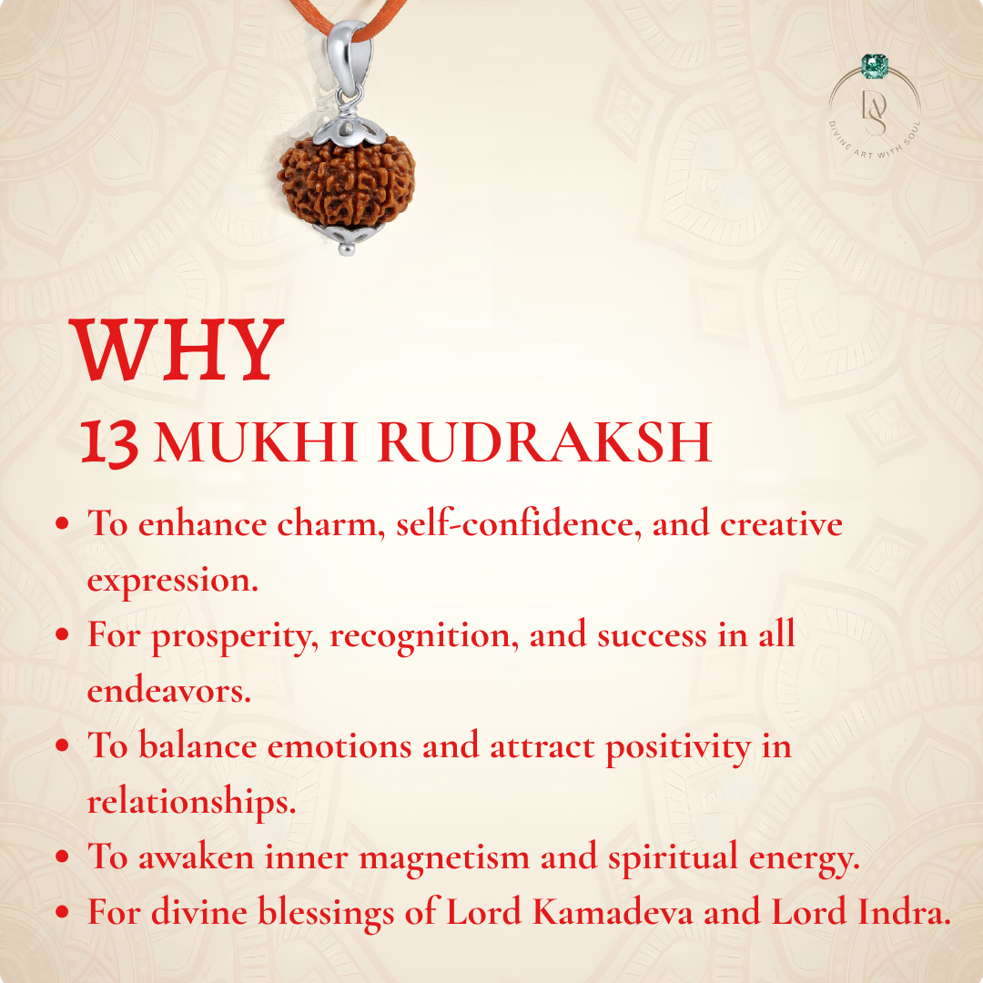 Nepal Origin 13 Mukhi Rudraksha