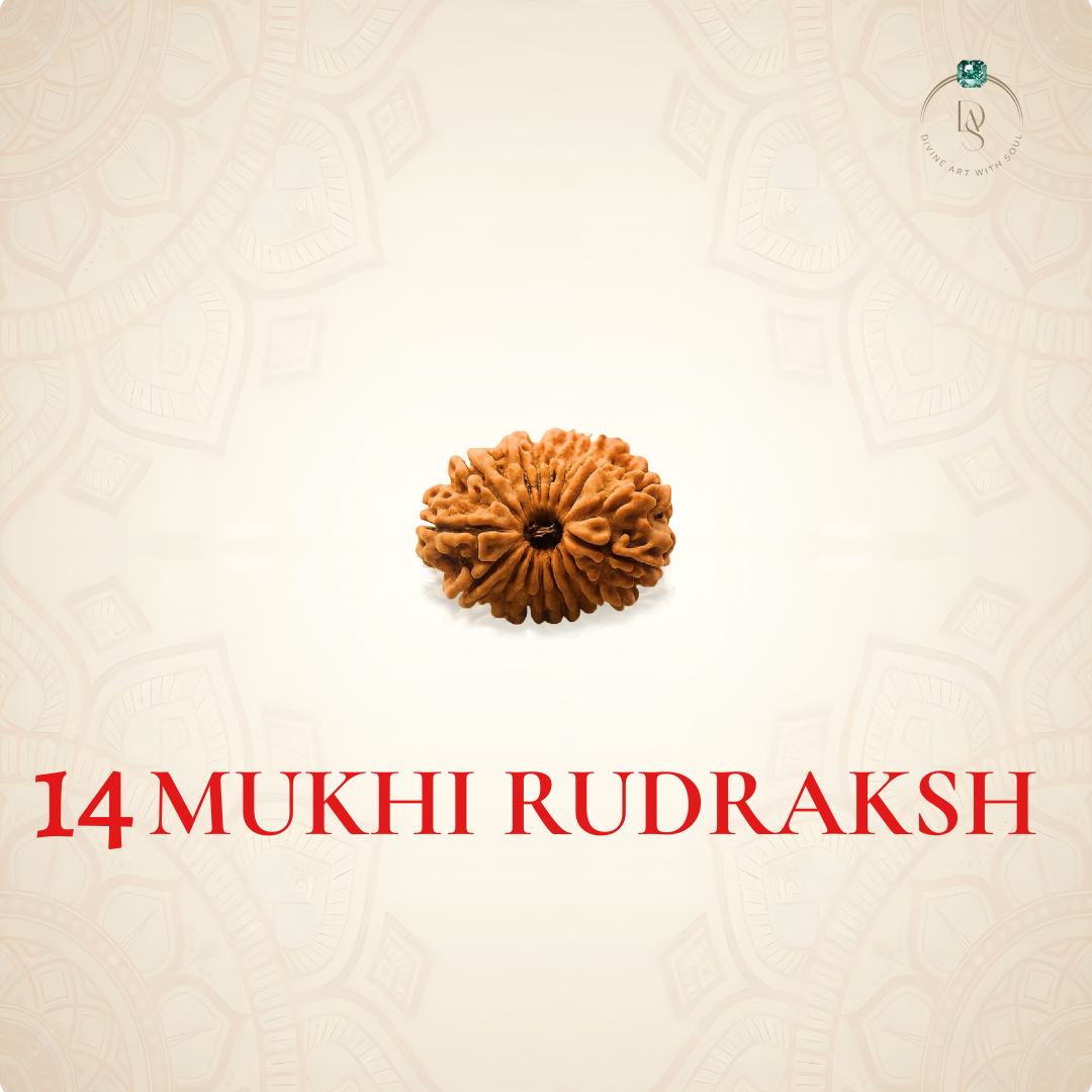 Nepal Origin 14 Mukhi Rudraksha