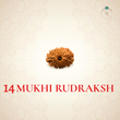 Nepal Origin 14 Mukhi Rudraksha