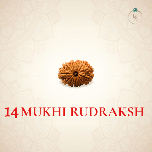 Nepal Origin 14 Mukhi Rudraksha