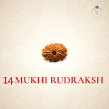 Nepal Origin 14 Mukhi Rudraksha