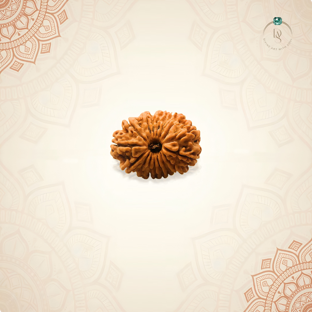 Nepal Origin 14 Mukhi Rudraksha