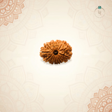 Nepal Origin 14 Mukhi Rudraksha
