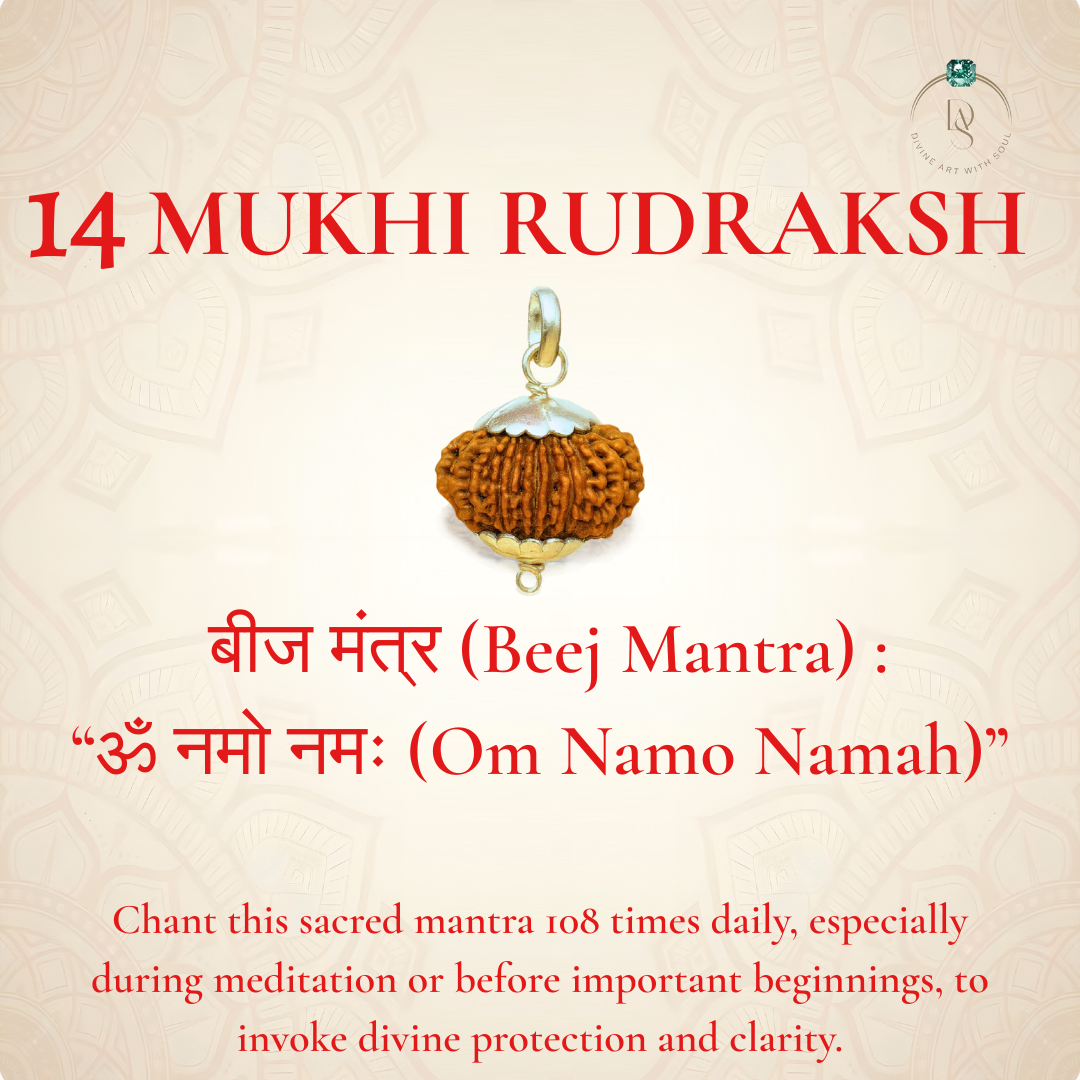 Nepal Origin 14 Mukhi Rudraksha