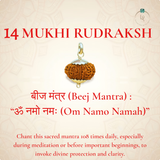 Nepal Origin 14 Mukhi Rudraksha