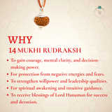 Nepal Origin 14 Mukhi Rudraksha