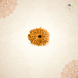 Nepal Origin 15 Mukhi Rudraksha