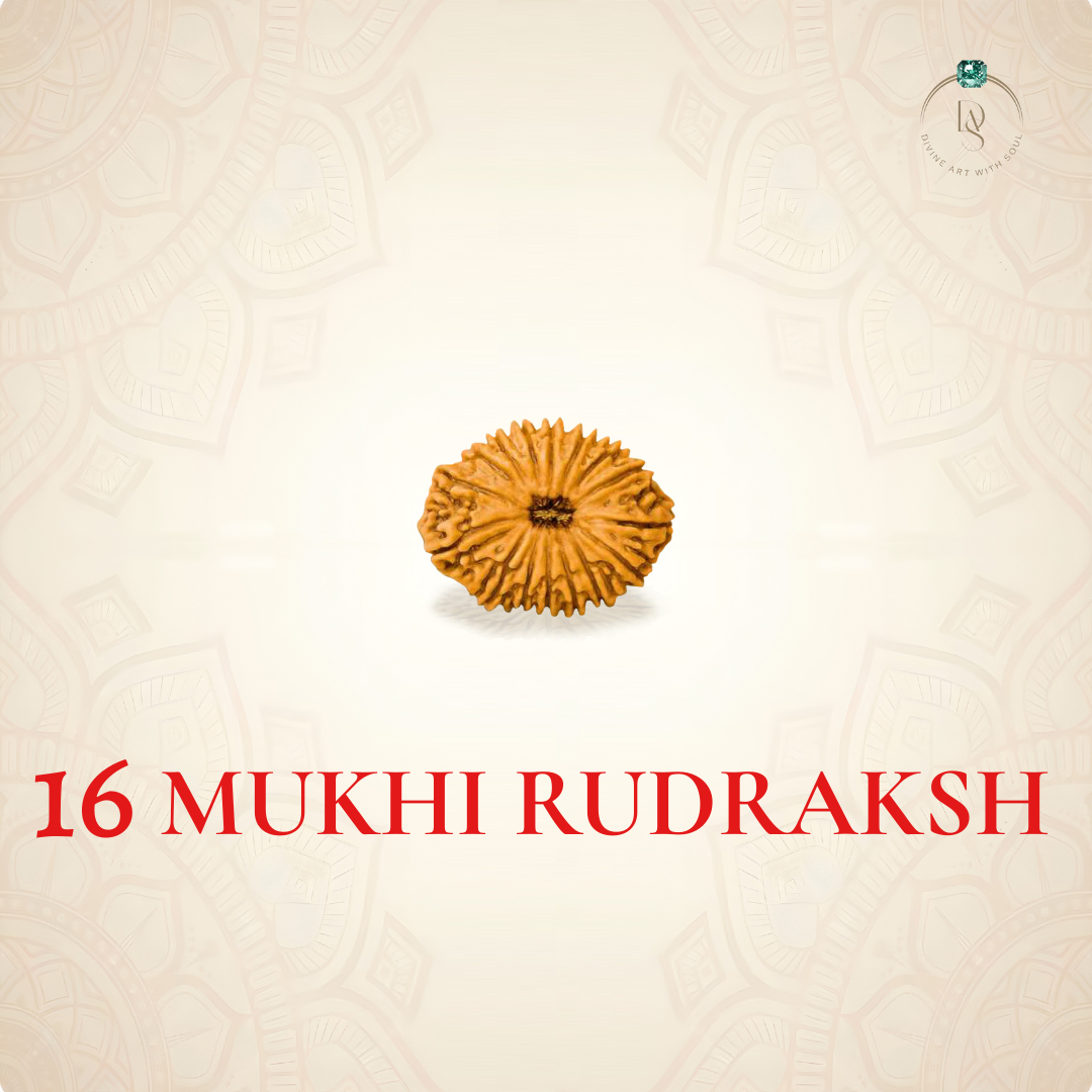 Nepal Origin 16 Mukhi Rudraksha