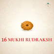 Nepal Origin 16 Mukhi Rudraksha