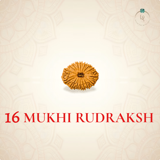 Nepal Origin 16 Mukhi Rudraksha