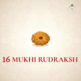 Nepal Origin 16 Mukhi Rudraksha