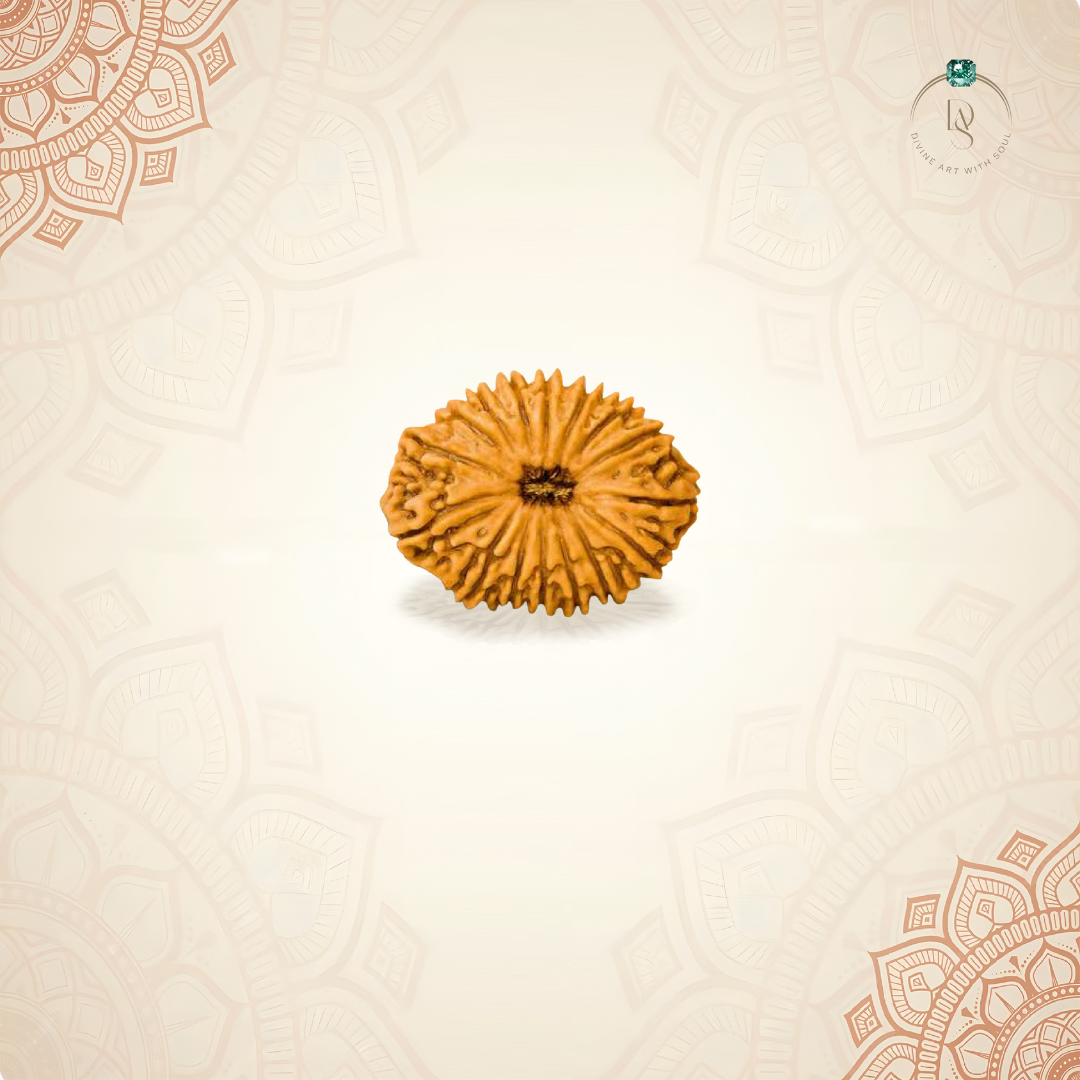 Nepal Origin 16 Mukhi Rudraksha