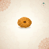 Nepal Origin 16 Mukhi Rudraksha