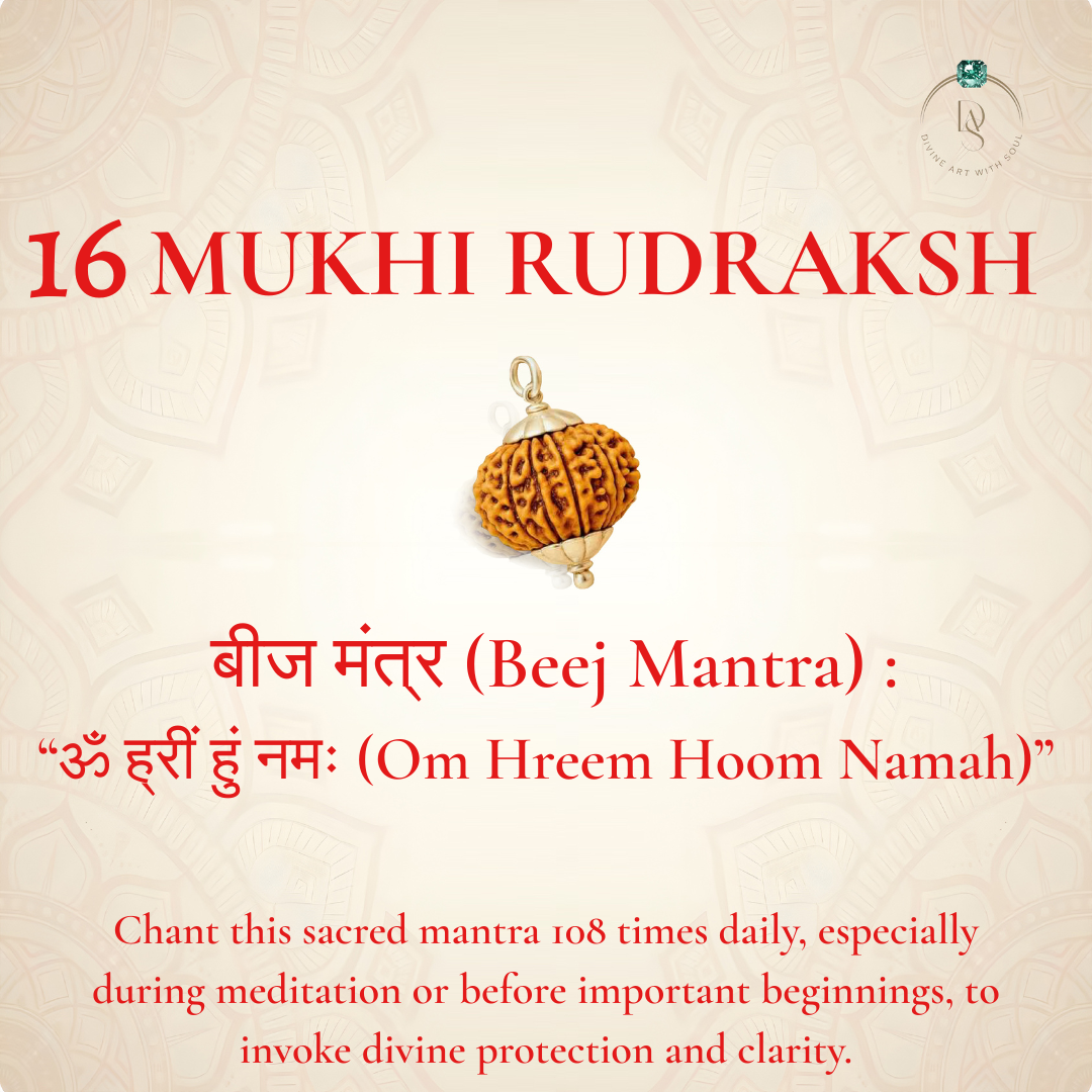 Nepal Origin 16 Mukhi Rudraksha