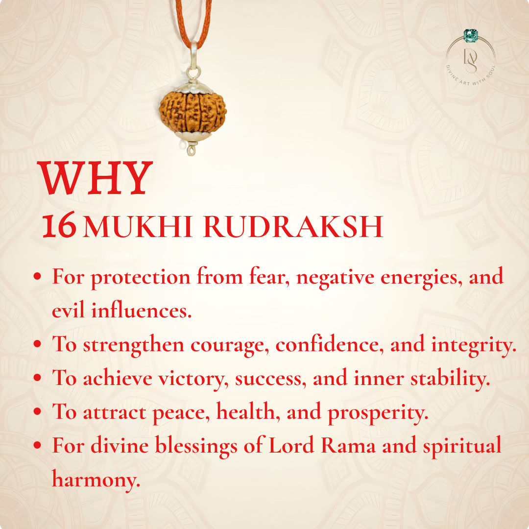 Nepal Origin 16 Mukhi Rudraksha