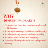Nepal Origin 16 Mukhi Rudraksha