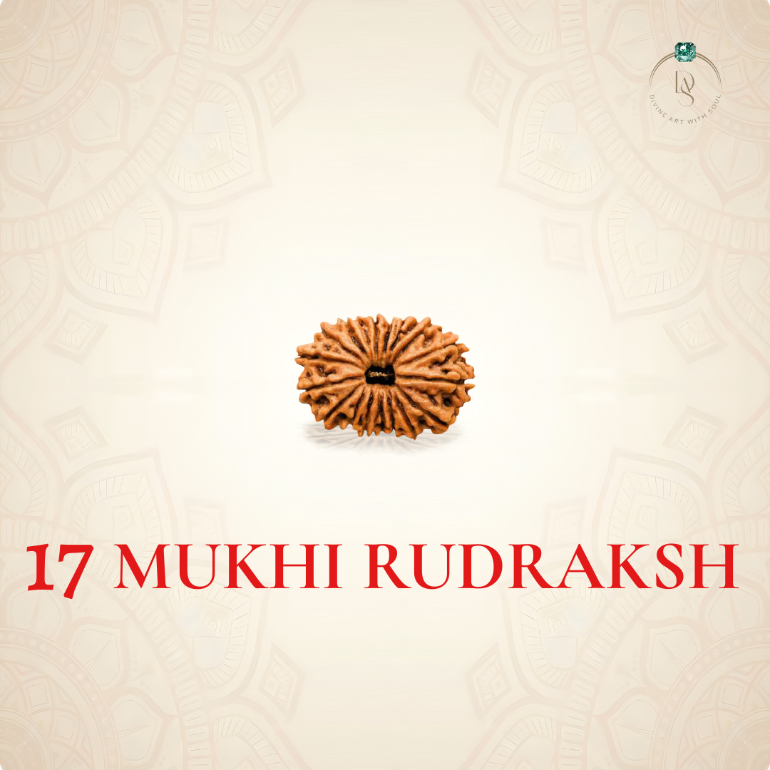 Nepal Origin 17 Mukhi Rudraksha