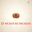 Nepal Origin 17 Mukhi Rudraksha