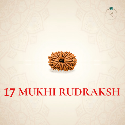Nepal Origin 17 Mukhi Rudraksha