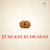 Nepal Origin 17 Mukhi Rudraksha